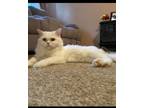 Adopt Toni Only Cat In the home a Persian
