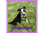Adopt Mary Kate a American Staffordshire Terrier