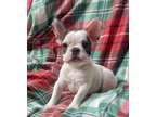 Adorable Brindle Pied baby Frenchie boy