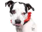 Adopt MJ **Rescue Center** a White - with Black Staffordshire Bull Terrier dog