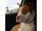 Sadie American Staffordshire Terrier Adult Female