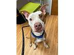 Checkers American Pit Bull Terrier Adult Male