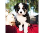 Border Collie Puppy for sale in Springfield, MO, USA