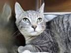 Cirrus Domestic Shorthair Kitten Male
