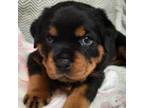 Rottweiler Puppy for sale in Logan, OH, USA