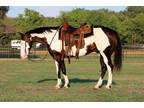 All Around, Ranch Horse, Trail Horse Deluxe