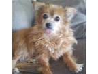 Adopt Sammy a Tan/Yellow/Fawn Pomeranian / Mixed dog in Westminster