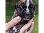 Boxer Puppy for sale in West Friendship, MD, USA
