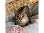 Adopt Vanya a Domestic Short Hair