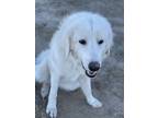 Adopt Nevaeh a Great Pyrenees