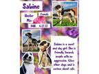 Adopt Sabine a Australian Cattle Dog / Blue Heeler, Border Terrier