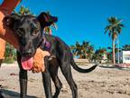 Adopt Roma a Labrador Retriever, Italian Greyhound