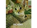 Adopt Hickory a Domestic Short Hair, Tabby