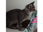 Vex'ahlia Domestic Shorthair Kitten Female