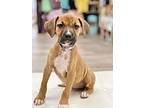 Couch Litter - Loveseat Boxer Puppy Female