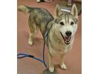 TIPPERS Husky Adult Male