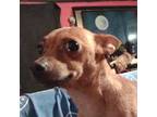 German Shorthaired Pointer Puppy for sale in Hazard, KY, USA