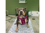 Adopt Odessa a American Staffordshire Terrier, Pit Bull Terrier