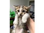 HAPPY Domestic Shorthair Kitten Female