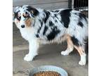 Australian Shepherd Puppy for sale in Amoret, MO, USA