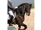 1st-2nd level friesian for sale