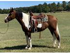 Registered Missouri Foxtrotter- Trail, Ranch Work, Western/Gaited Dressage