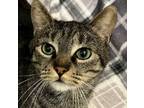 Adopt OLIVE a Domestic Short Hair, Tabby