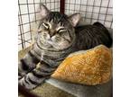 Adopt MR PEEPERS a Domestic Short Hair