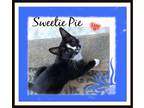 Adopt Sweetie Pie a Tuxedo