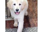 Golden Retriever Puppy for sale in Brooks, KY, USA