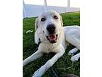 Mozart Great Pyrenees Adult Male