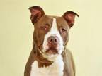 REX American Pit Bull Terrier Adult Male