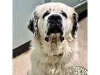 Sully Great Pyrenees Adult Male