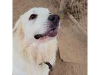 Opie Great Pyrenees Young Female