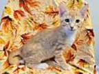 Ty Domestic Shorthair Kitten Male