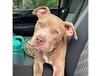 Nala SP American Staffordshire Terrier Young Female