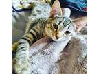 Adopt Captain Ameri-Cat a Gray, Blue or Silver Tabby Domestic Shorthair (short