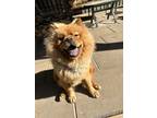 Adopt Mombo a Red/Golden/Orange/Chestnut Chow Chow / Mixed dog in Prescott