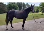 Two-years old American Warmblood filly - the best of both worlds!