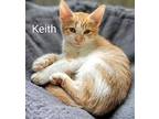 Keith Domestic Shorthair Kitten Male