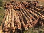 Cedar Fence Posts and Wood Products - Opportunity