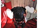 Adopt Spitfire a Shar Pei / Mixed dog in Salem, WI (36103179)