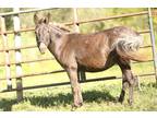 Adopt Henry a Appy Donkey/Mule/Burro/Hinny / Appaloosa horse in Sharon Center