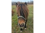 Adopt Nugget a Bay Miniature horse in Sharon Center, OH (36102491)