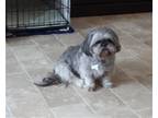 Adopt Lilly 4114 a Gray/Blue/Silver/Salt & Pepper Shih Tzu / Mixed dog in