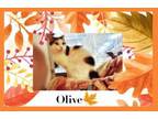 Adopt Olive a Domestic Short Hair, Tabby