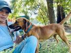 Adopt Aries a Hound, Beagle