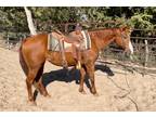 NCHA $ earning Cutting Mare For Sale