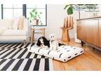 Best Designer Dog Beds in Australia