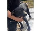 Adopt Jena a Black Beagle / Dachshund / Mixed dog in Toronto, ON (36115997)